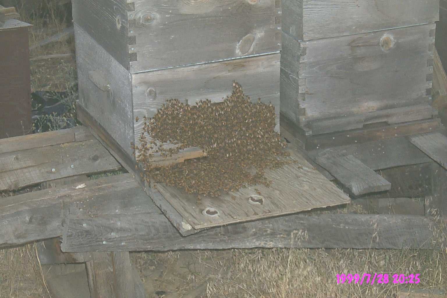 Bees clustered on the entrance board of a wooden beehive
